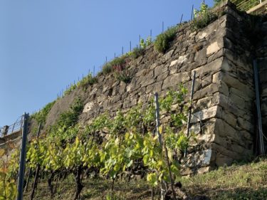 Stone wall in our vines of the Dézaley Haut de Pierre